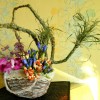 curs ikebana dalles 3